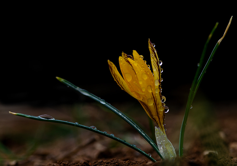 Pentax K20D sample photo. Spring photography