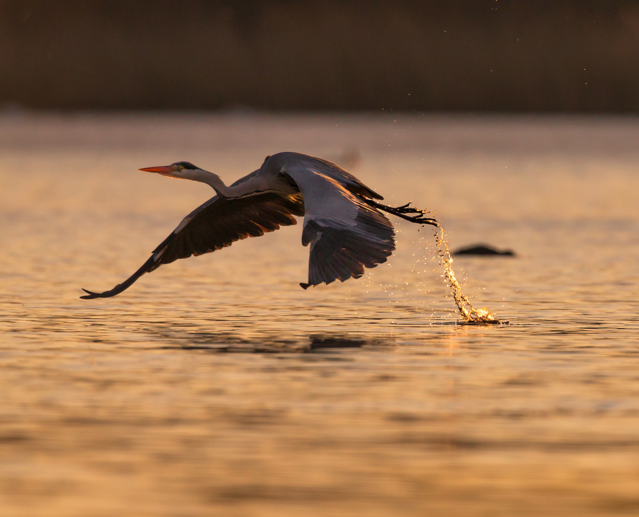 Canon EF 500mm F4L IS USM sample photo. Un salto nell'ultima luce photography
