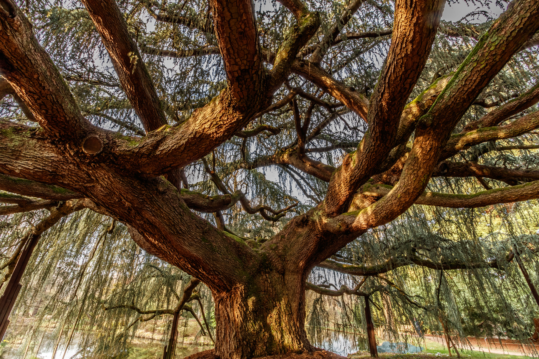 Canon EF-S 10-22mm F3.5-4.5 USM sample photo. Into the tree photography