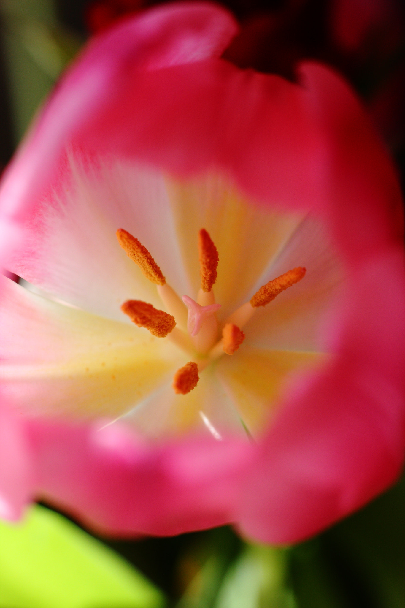 Canon EOS 40D sample photo. Tulipe photography