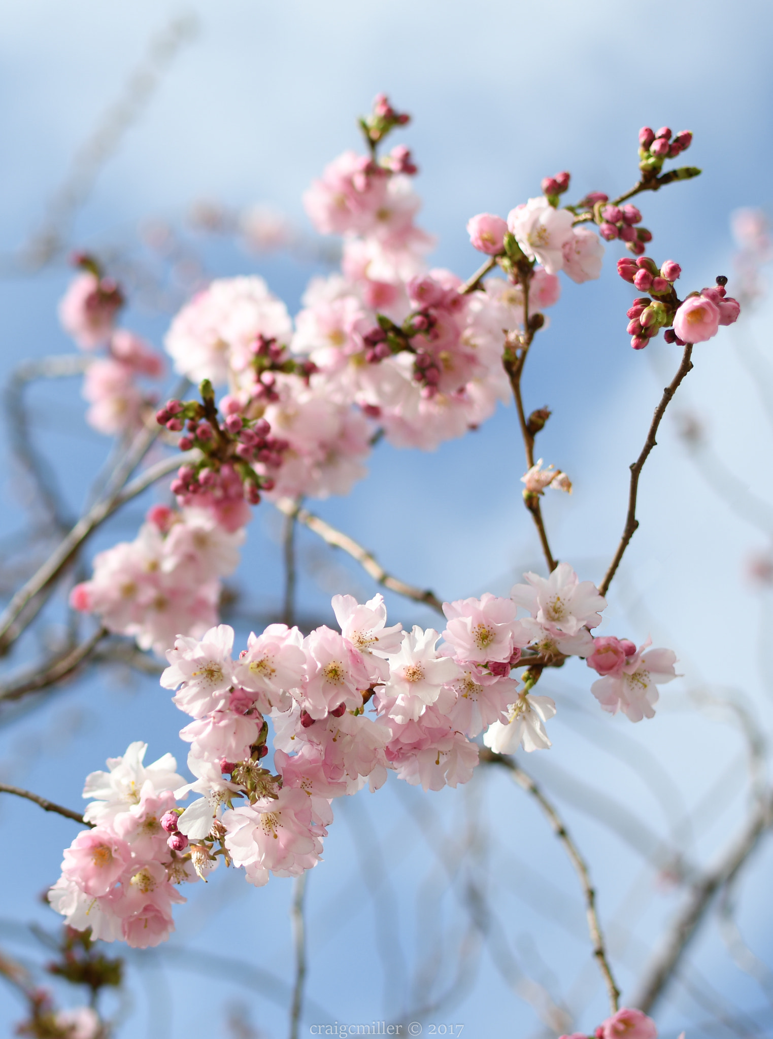 Nikon D500 sample photo. Spring blossoms early photography