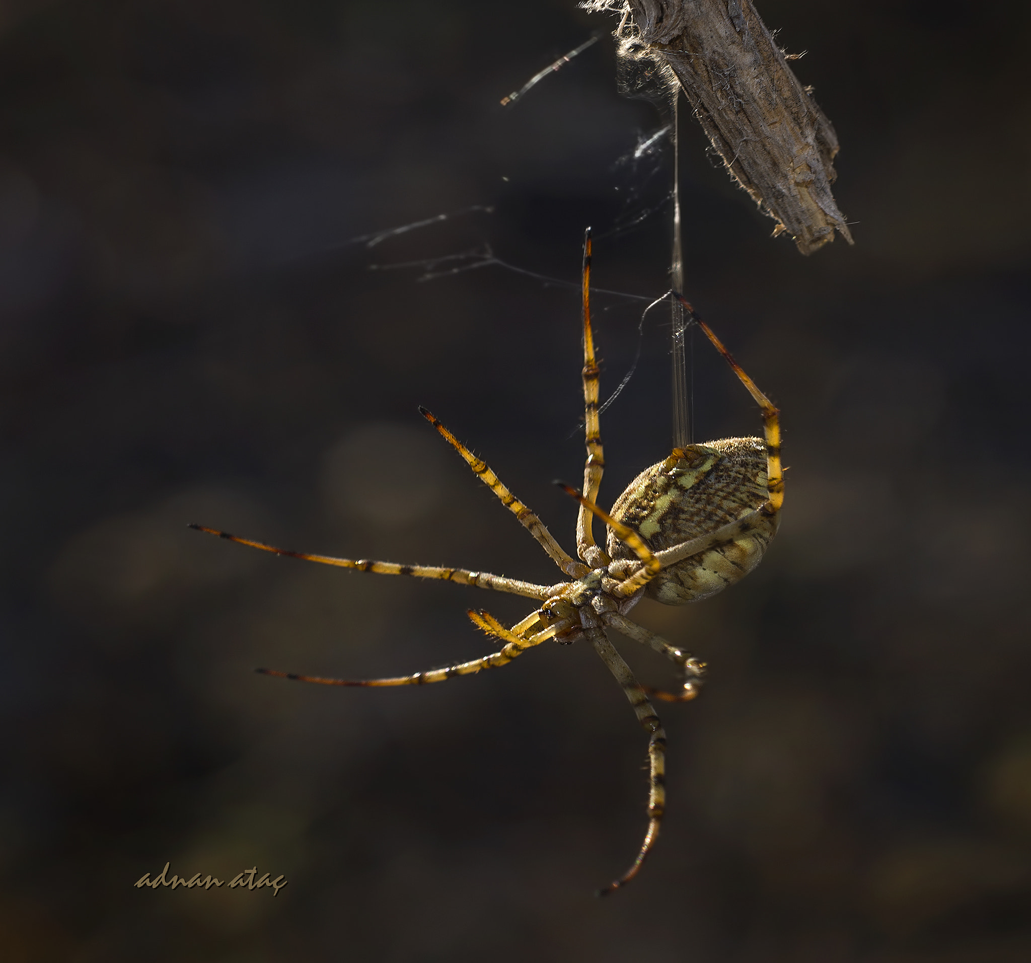 Nikon D4 sample photo. Zigzag loblu örümcek - argiope lobata photography