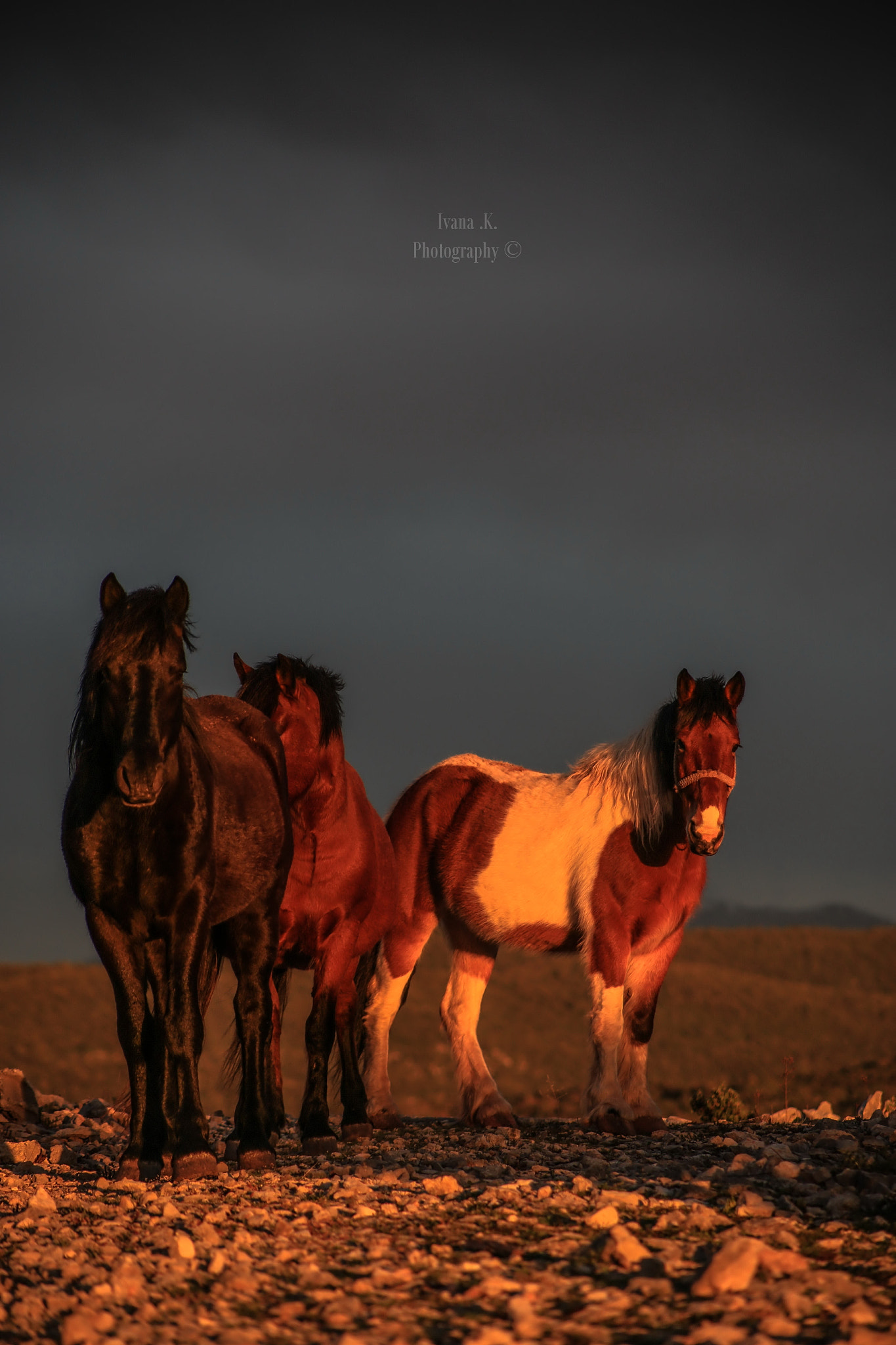 Canon EOS 6D + EF75-300mm f/4-5.6 sample photo. Horses photography