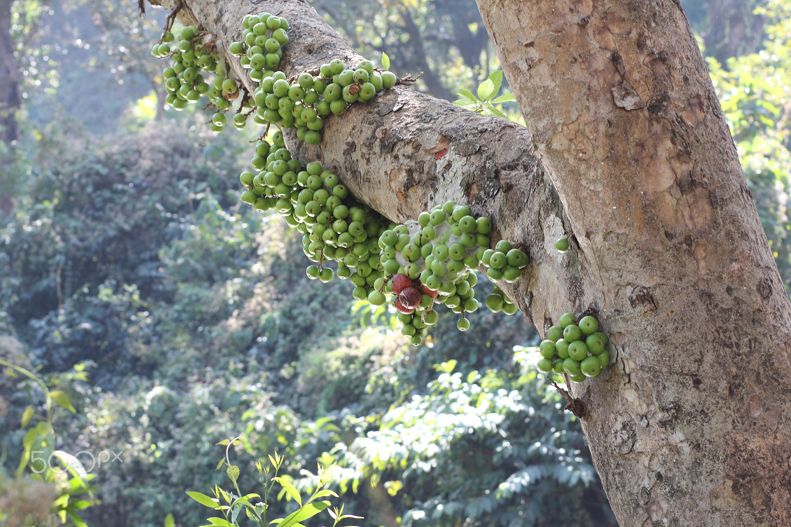 Canon EOS 60D + Canon EF 85mm F1.8 USM sample photo. Tree with the unknown fruits photography