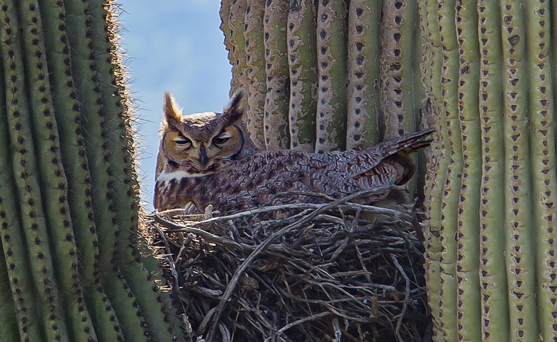 Canon EF 70-200mm F2.8L USM sample photo. Nesting owl photography