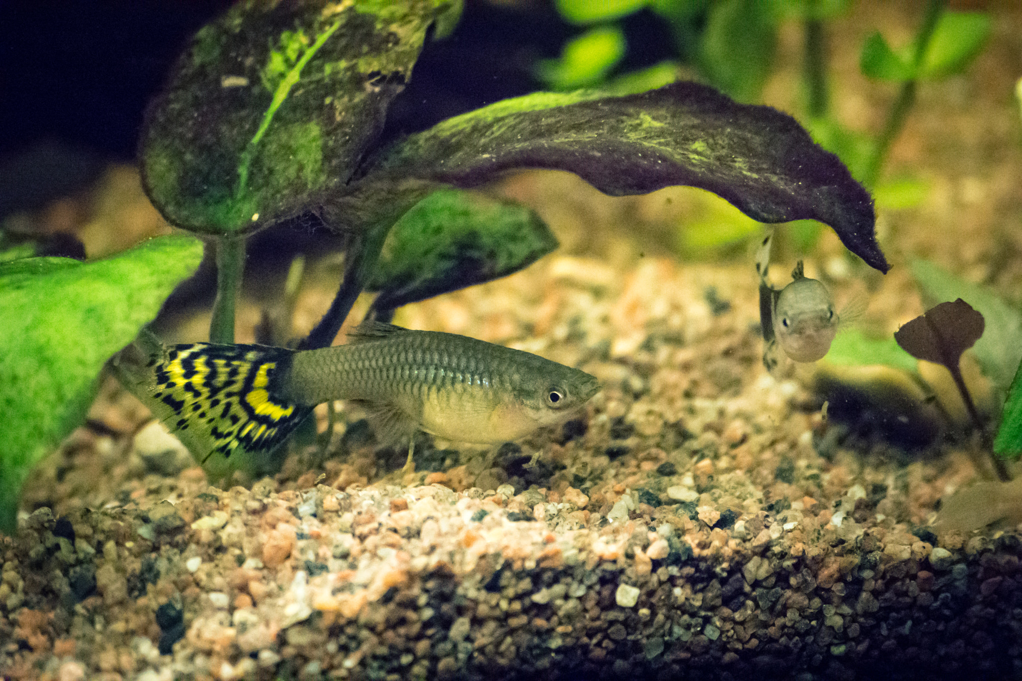 Nikon D7200 sample photo. Guppie photography