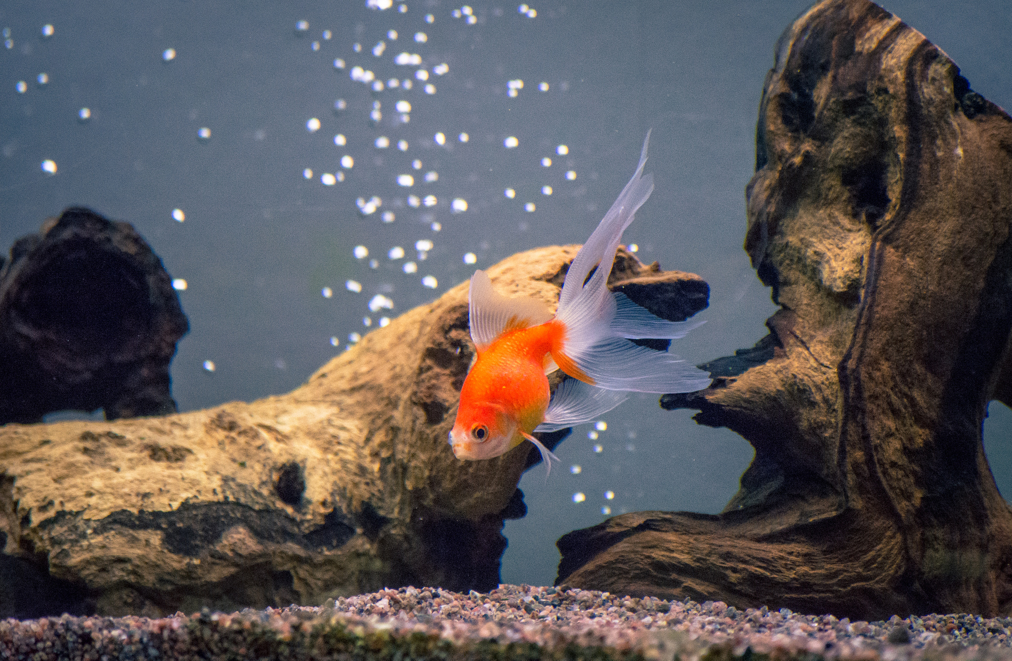 Nikon D7200 sample photo. Pearl scale goldfish photography