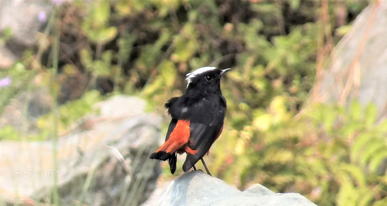 Fujifilm FinePix HS28EXR sample photo. Bird photography