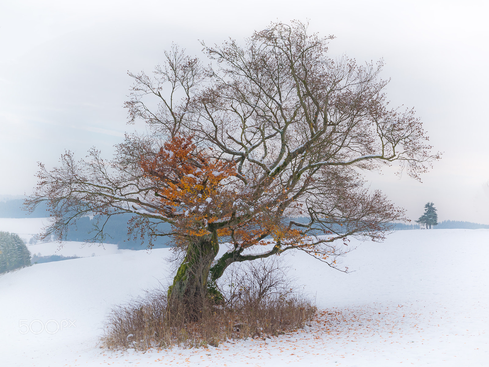 Panasonic DMC-G70 sample photo. Die buchen im feld photography