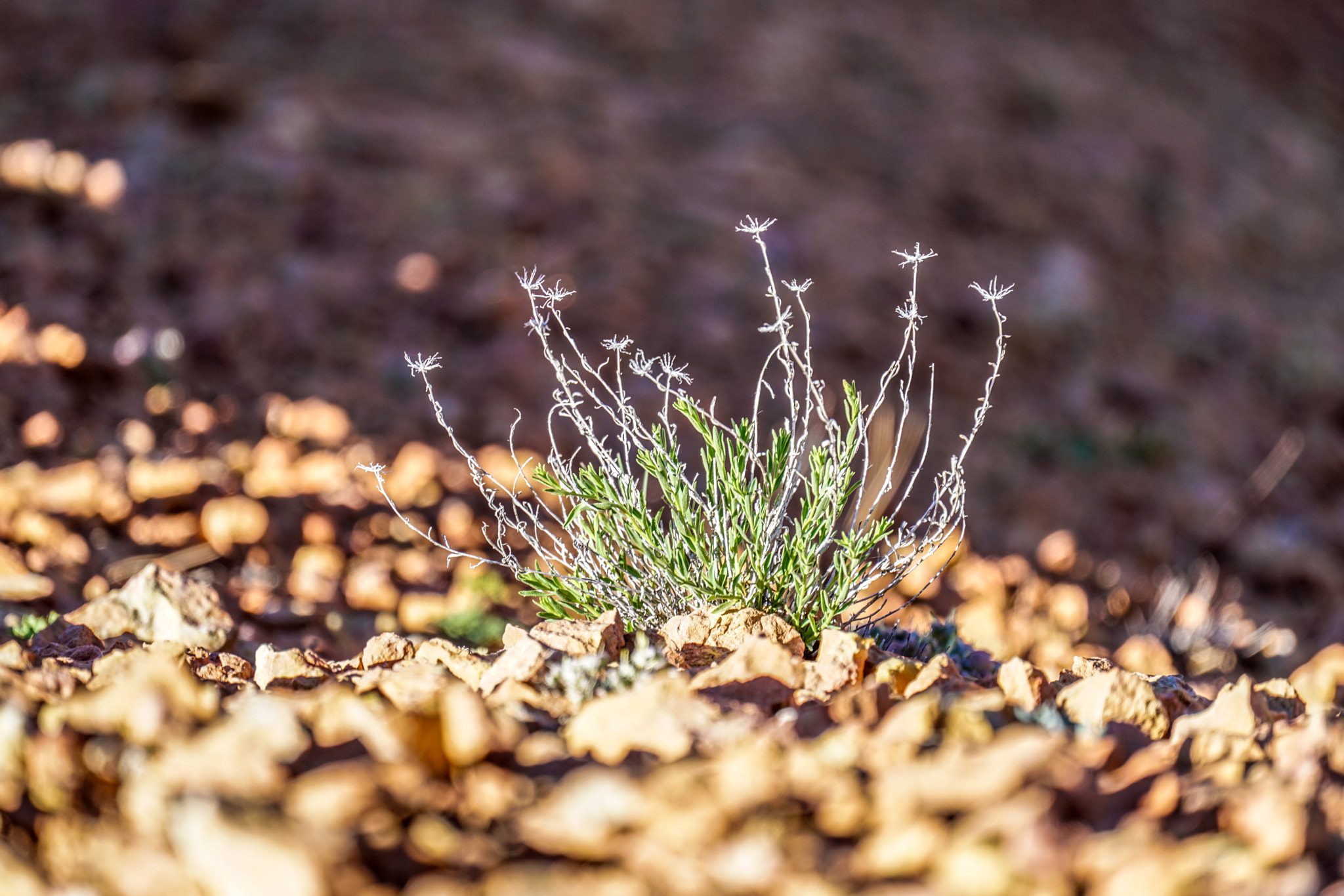 Sony a7R II + Sony FE 70-300mm F4.5-5.6 G OSS sample photo. Red canyon photography