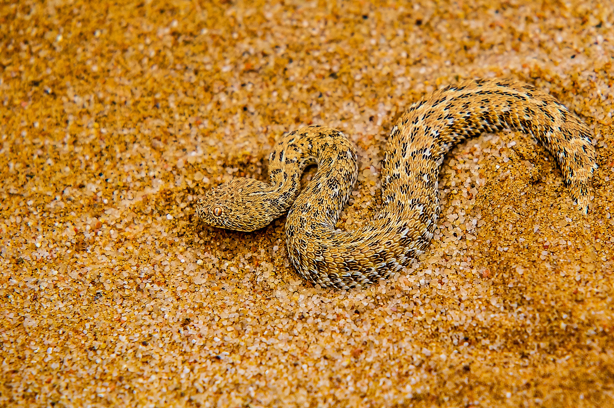 Sigma EX APO 100-300mm F4 IF sample photo. Dwarf sand adder photography