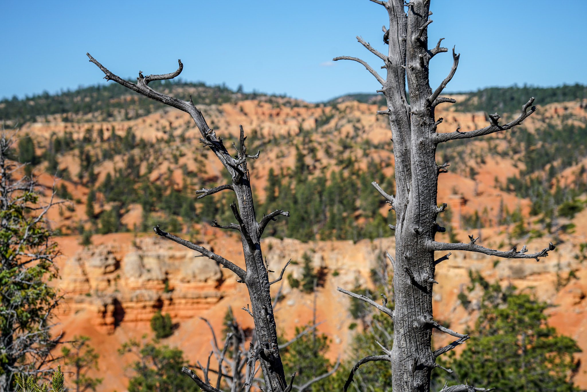 Sony a7R II + Sony FE 70-300mm F4.5-5.6 G OSS sample photo. Red canyon photography