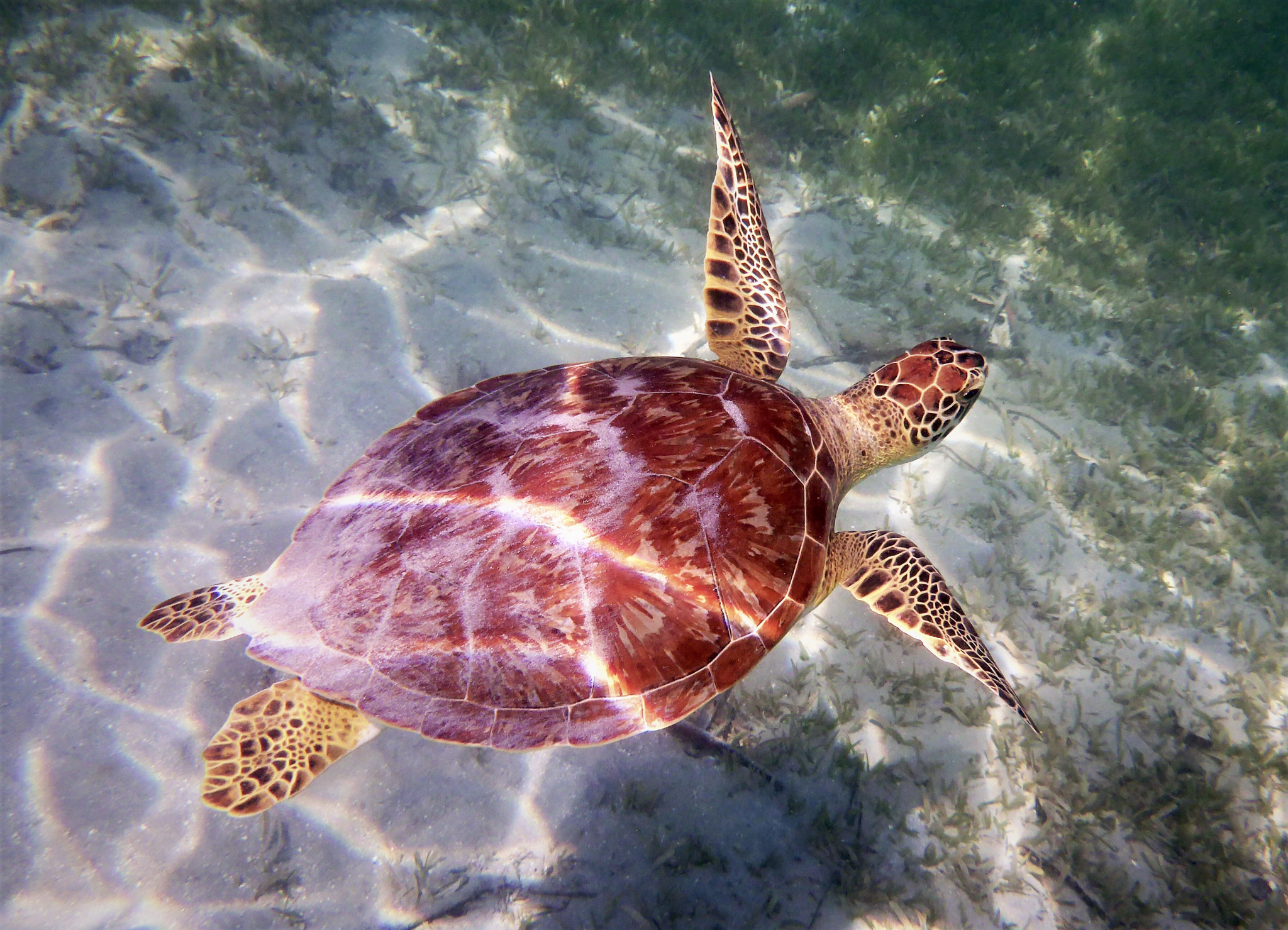 Panasonic Lumix DMC-TS5 (Lumix DMC-FT5) sample photo. Sea turtle megan's bay photography