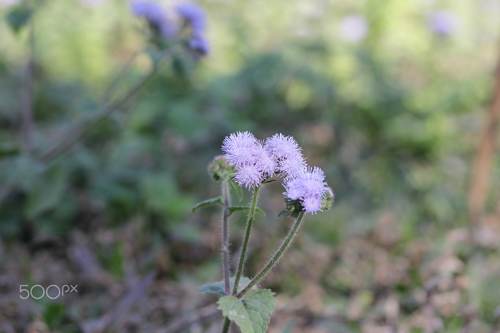 Canon EOS 60D + Canon EF 85mm F1.8 USM sample photo. Wild flower photography