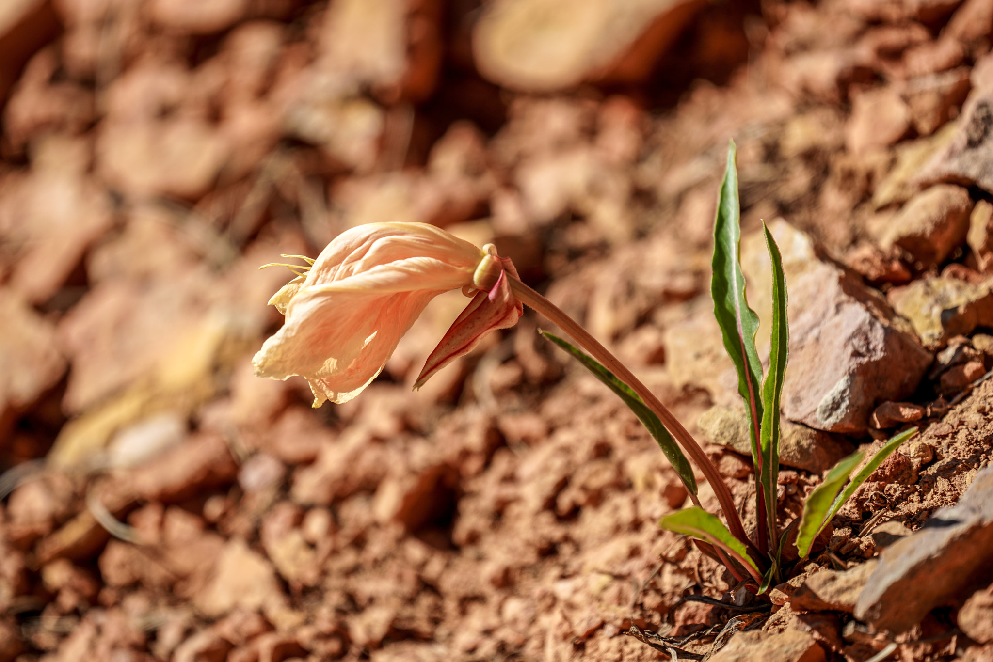 Sony a7R II + Sony FE 70-300mm F4.5-5.6 G OSS sample photo. Red canyon photography