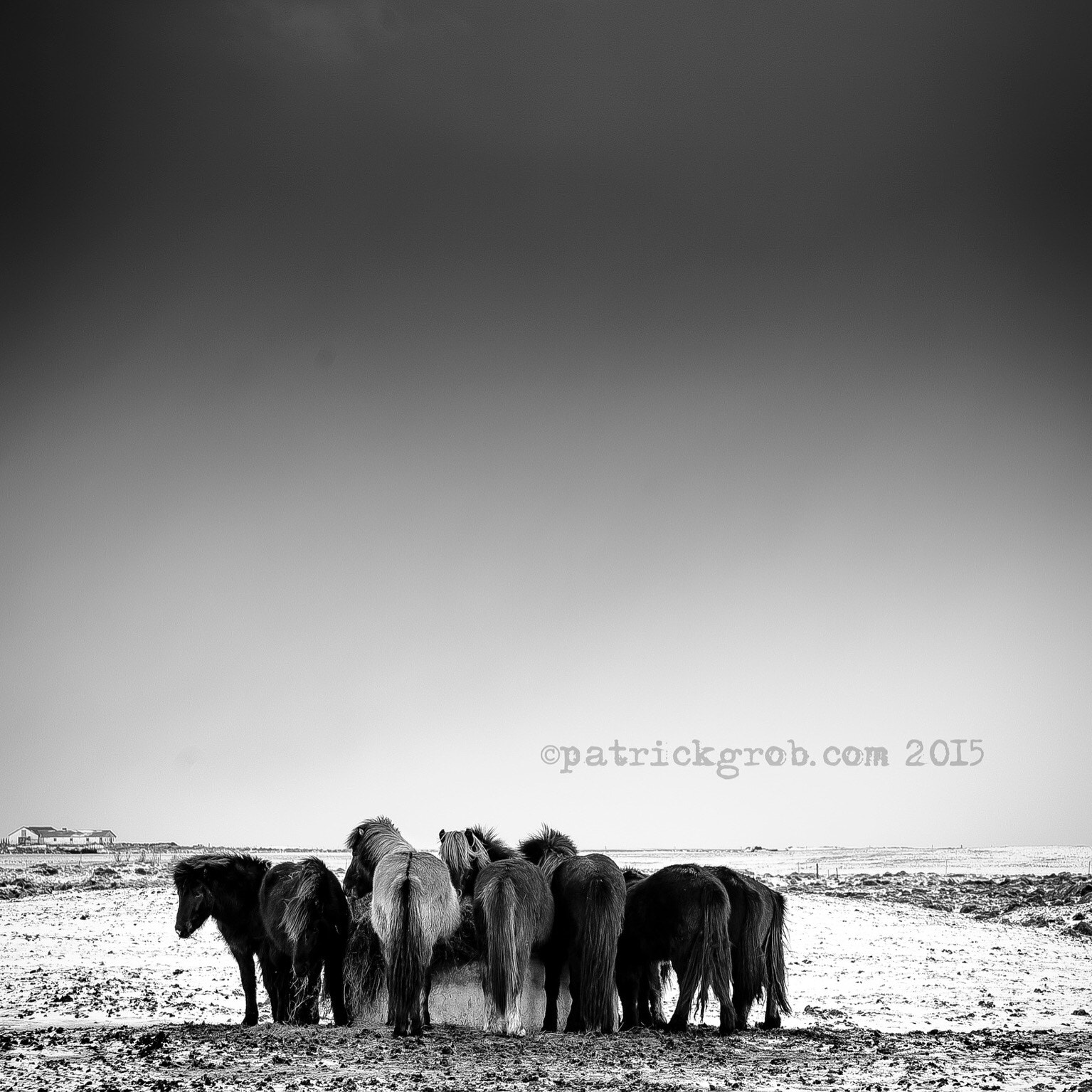Nikon D4 sample photo. Ice horse   ©p.grob photography