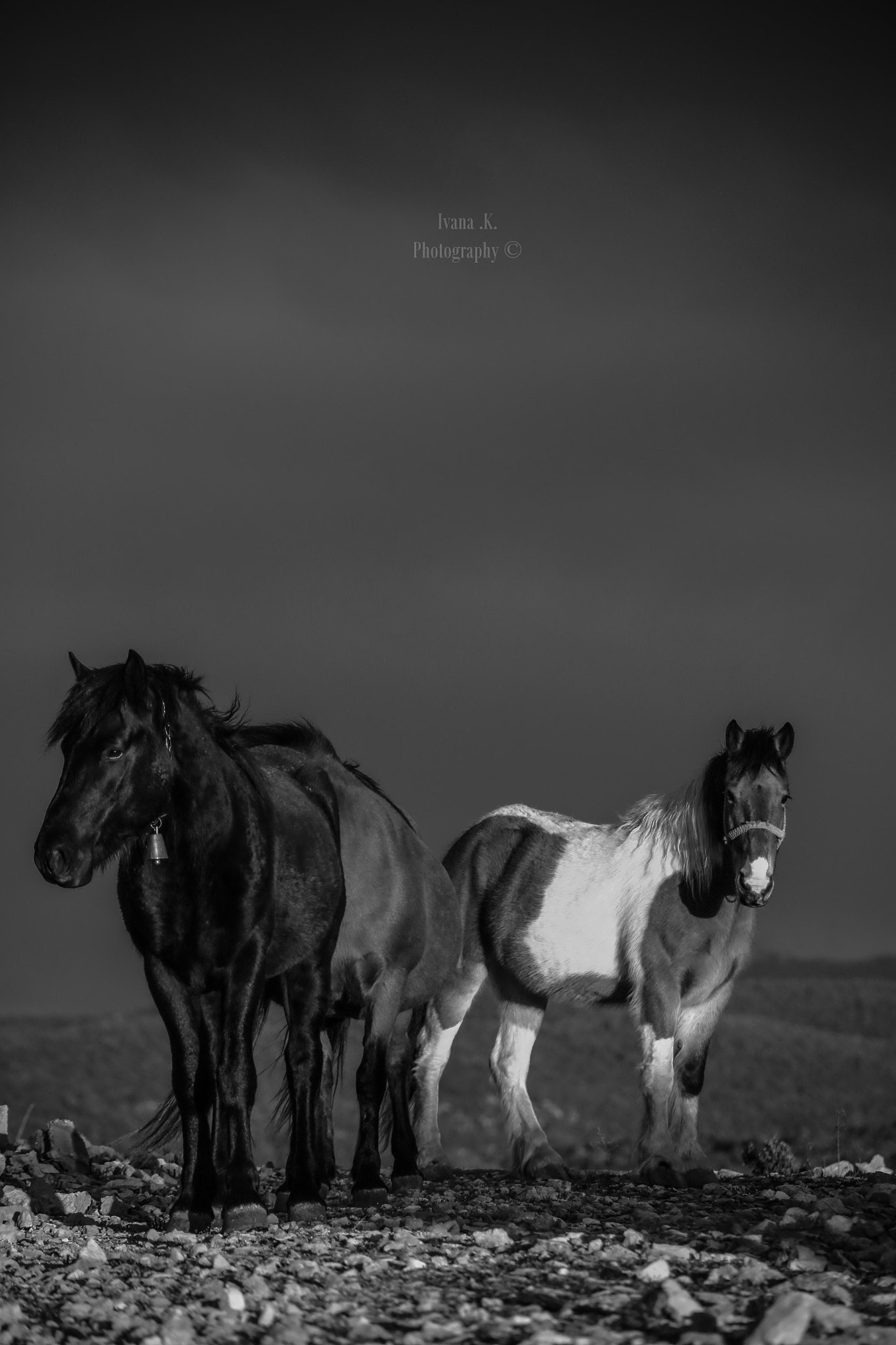 Canon EOS 6D sample photo. Horses b&w photography