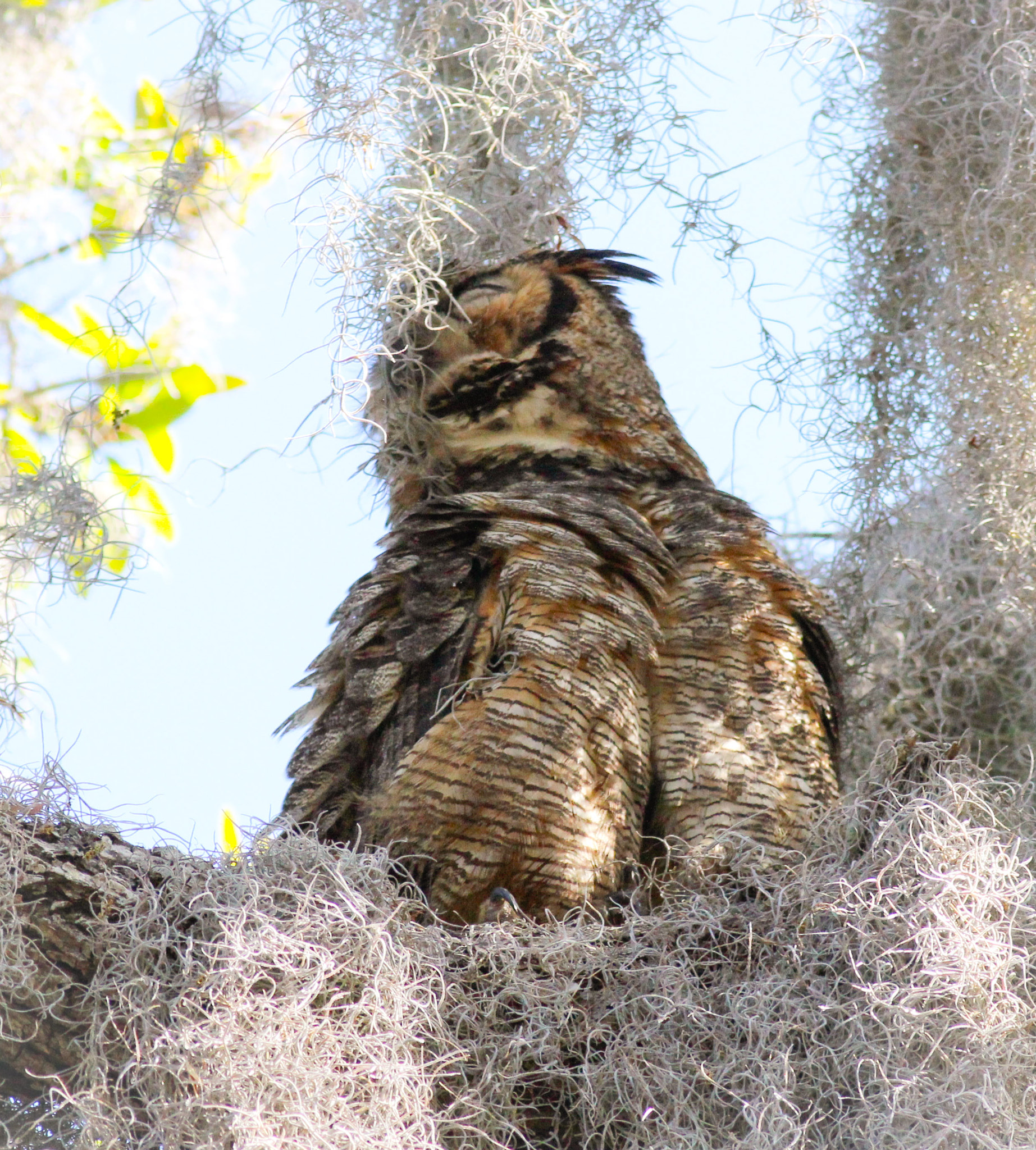 Canon EOS 600D (Rebel EOS T3i / EOS Kiss X5) + Canon EF 400mm F5.6L USM sample photo. High on moss owl photography