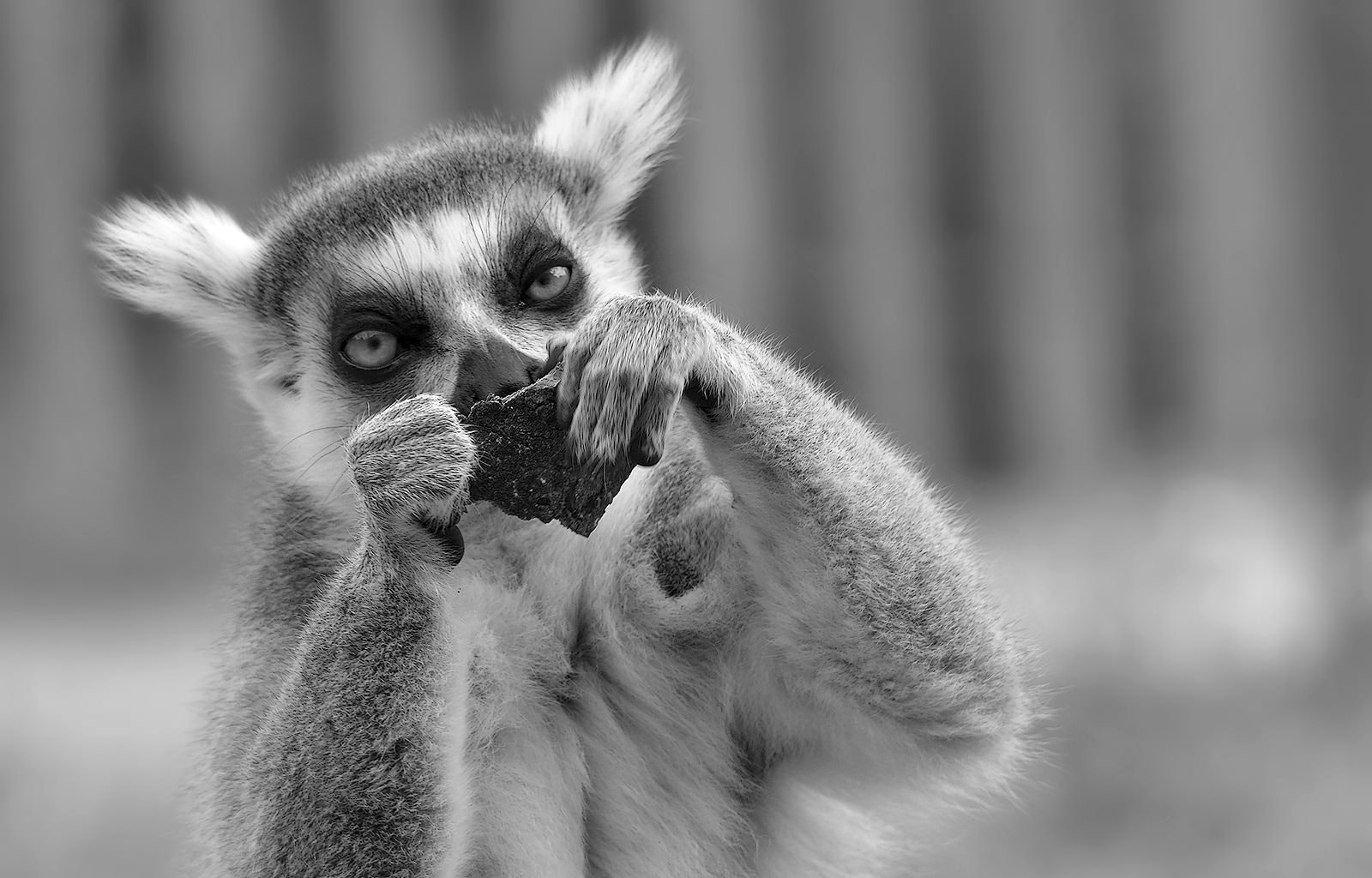 Sigma 150-500mm F5-6.3 DG OS HSM sample photo. Maki catta - bw photography