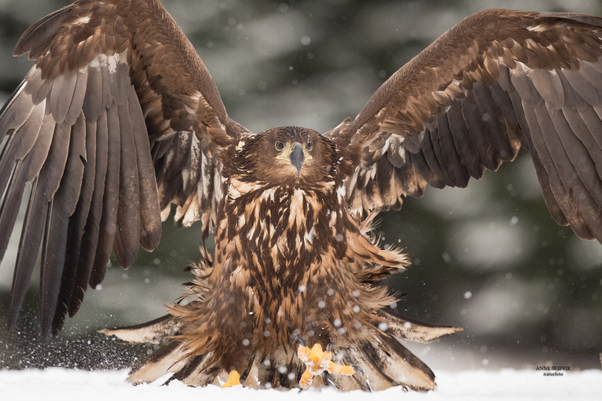 Canon EF 300mm F2.8L IS II USM sample photo. White tailed sea eagle photography