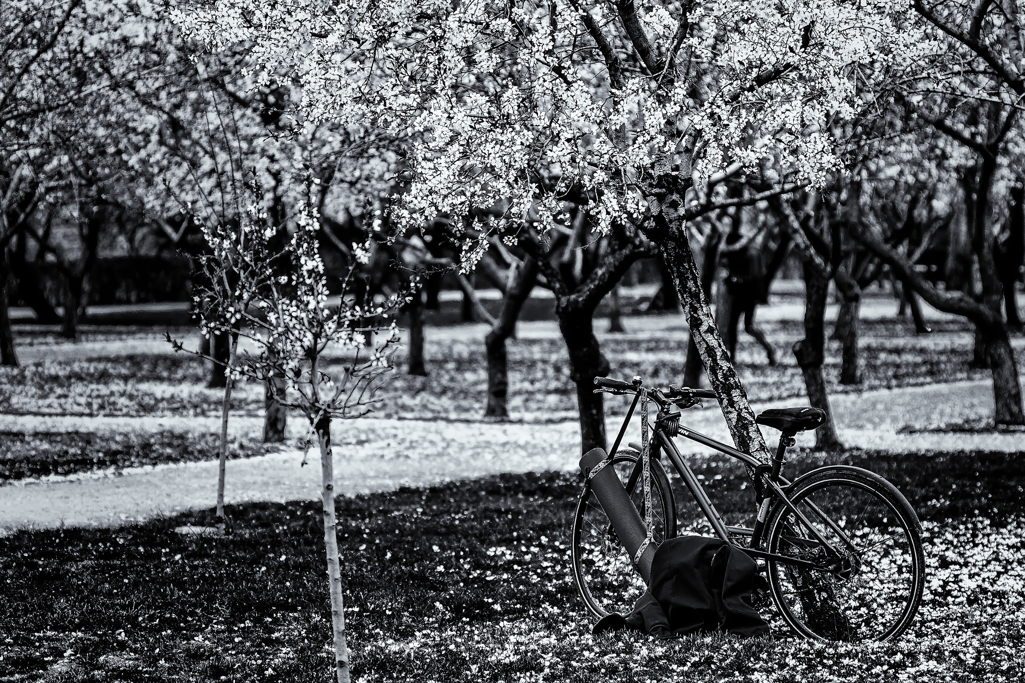 Canon EF 100mm F2.8 Macro USM sample photo. Almendros photography