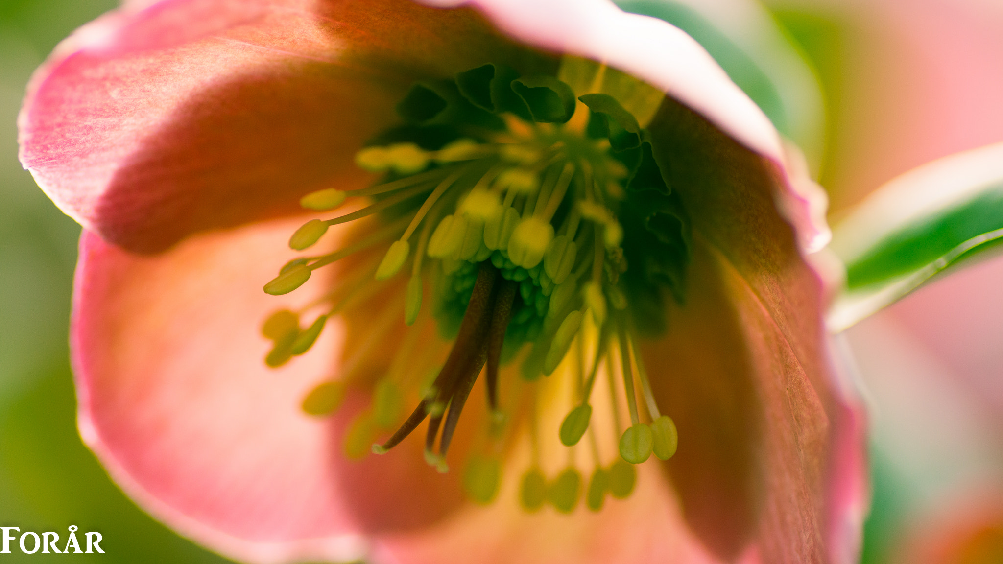 Nikon D3200 sample photo. Forår photography