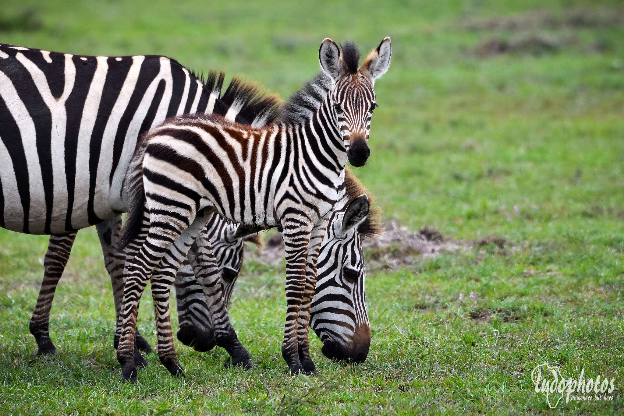 Nikon D500 + AF Zoom-Nikkor 35-80mm f/4-5.6D sample photo. Baby zebra photography