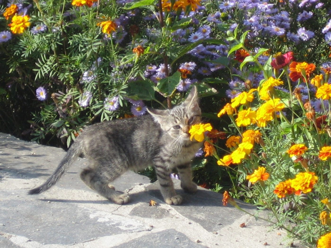 Canon DIGITAL IXUS 40 sample photo. Exploring cat photography