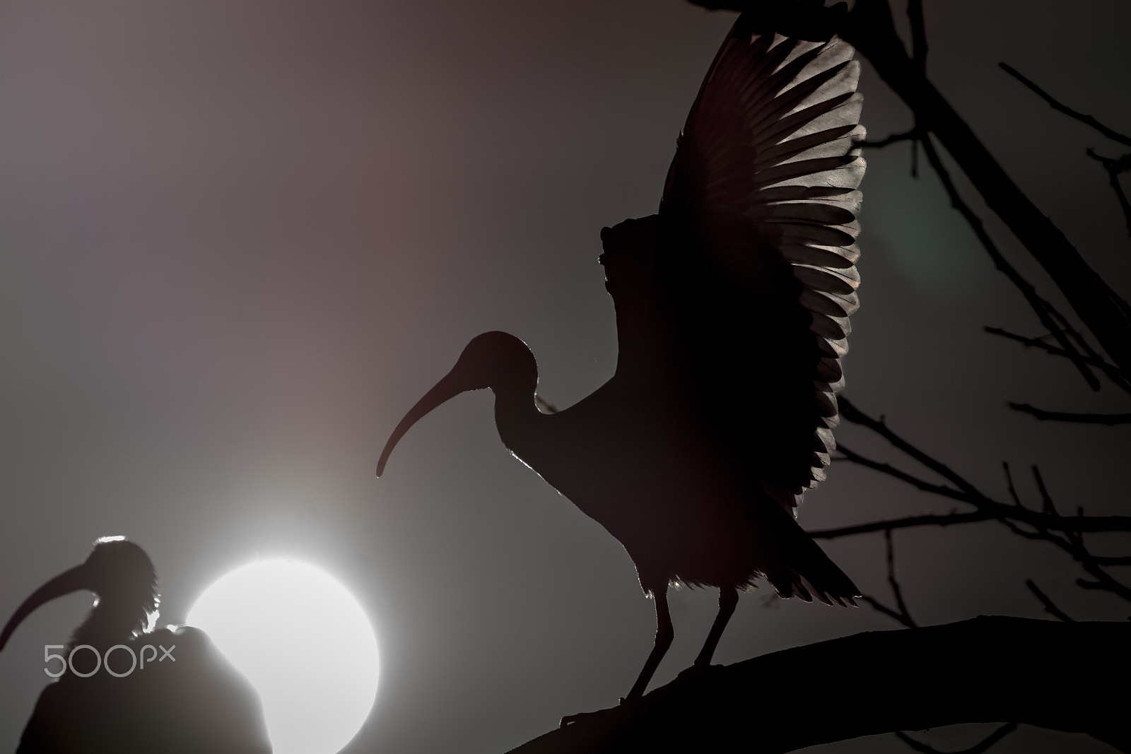 Sony SLT-A77 sample photo. Silouette of the white ibis bird exposing its backlit feathers. photography