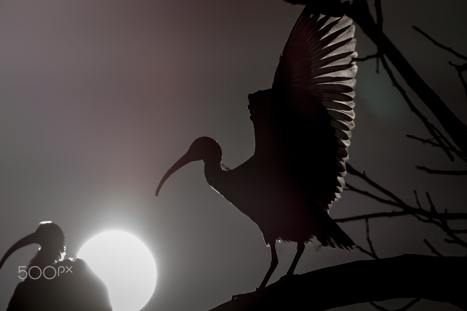 Sony 70-300mm F4.5-5.6 G SSM sample photo. Silouette of the white ibis bird exposing its backlit feathers. photography