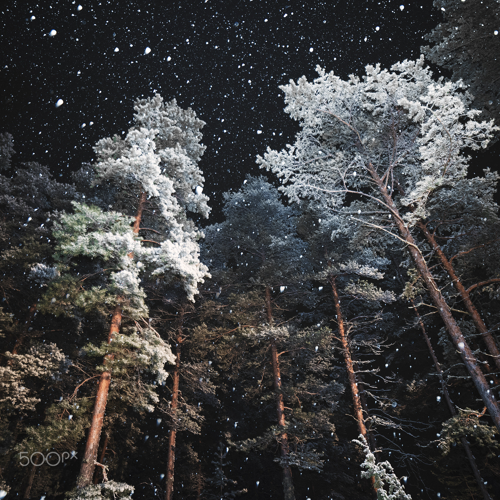 Samyang 14mm F2.8 ED AS IF UMC sample photo. Winter wonderland photography