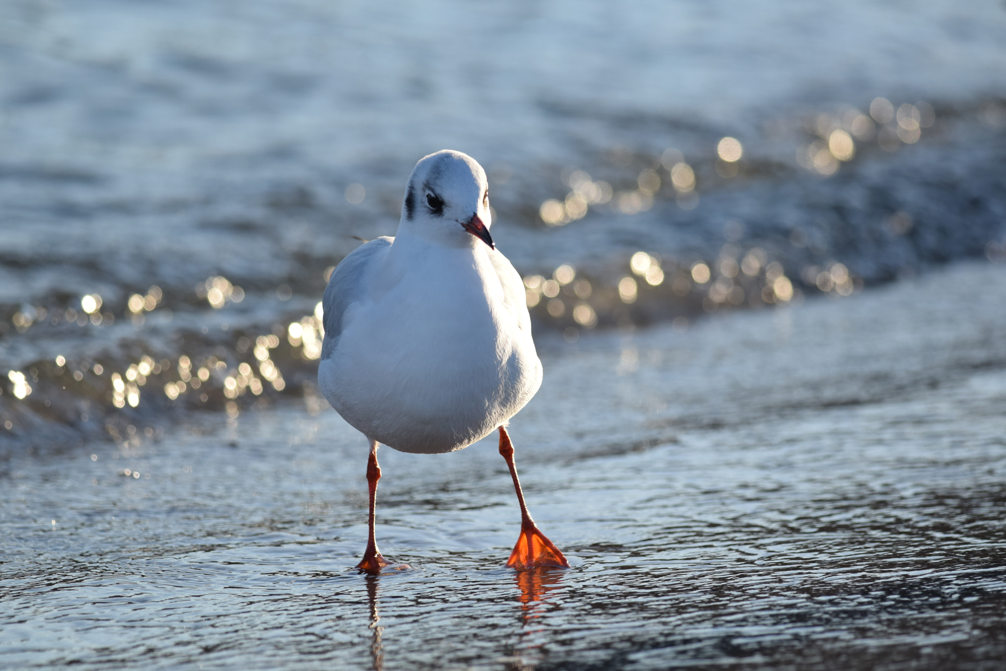 Nikon AF-S Nikkor 300mm F4D ED-IF sample photo. Black-headed gull. photography