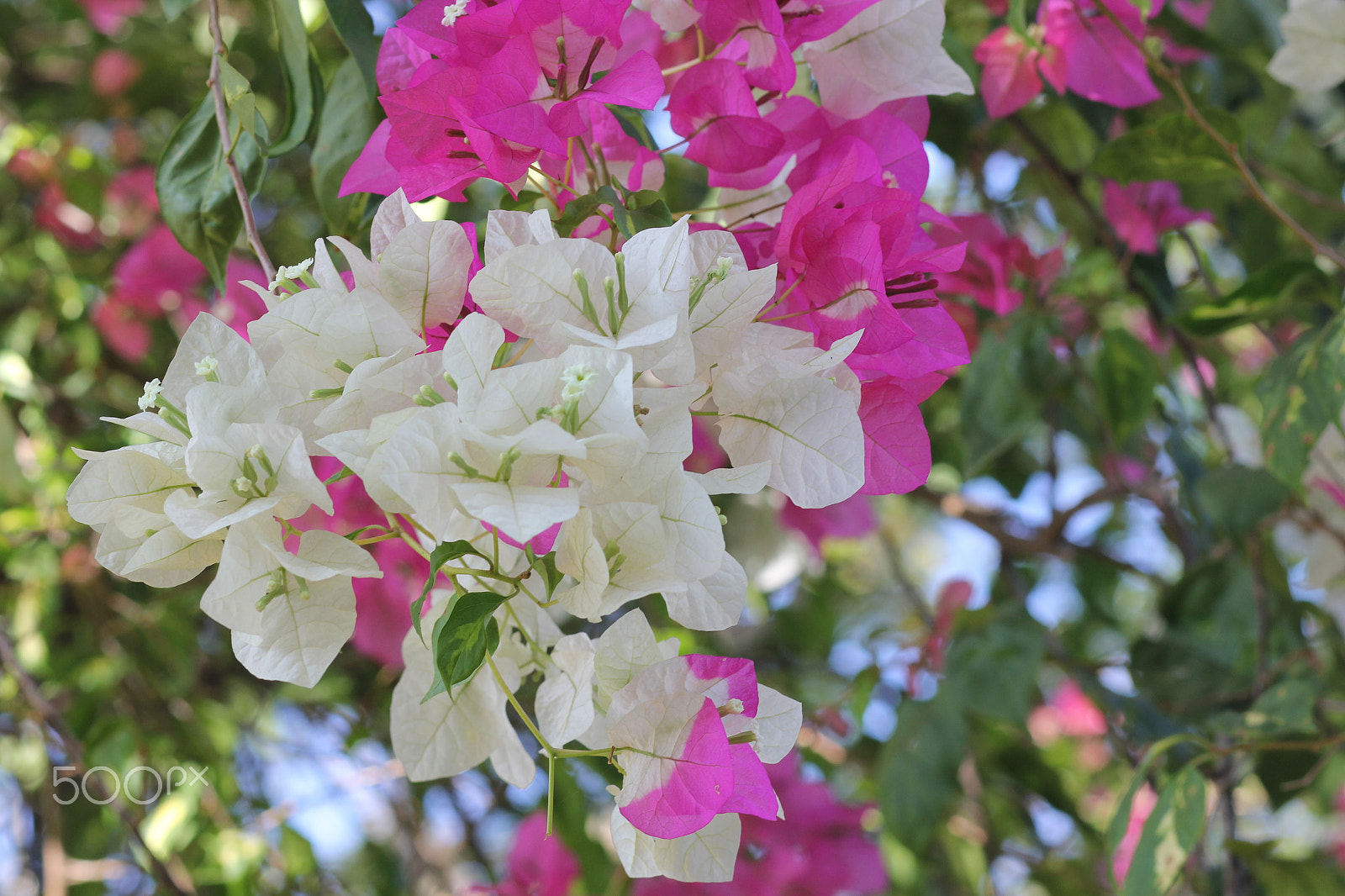 Canon EOS 60D + Canon EF 85mm F1.8 USM sample photo. Bougainvillea photography