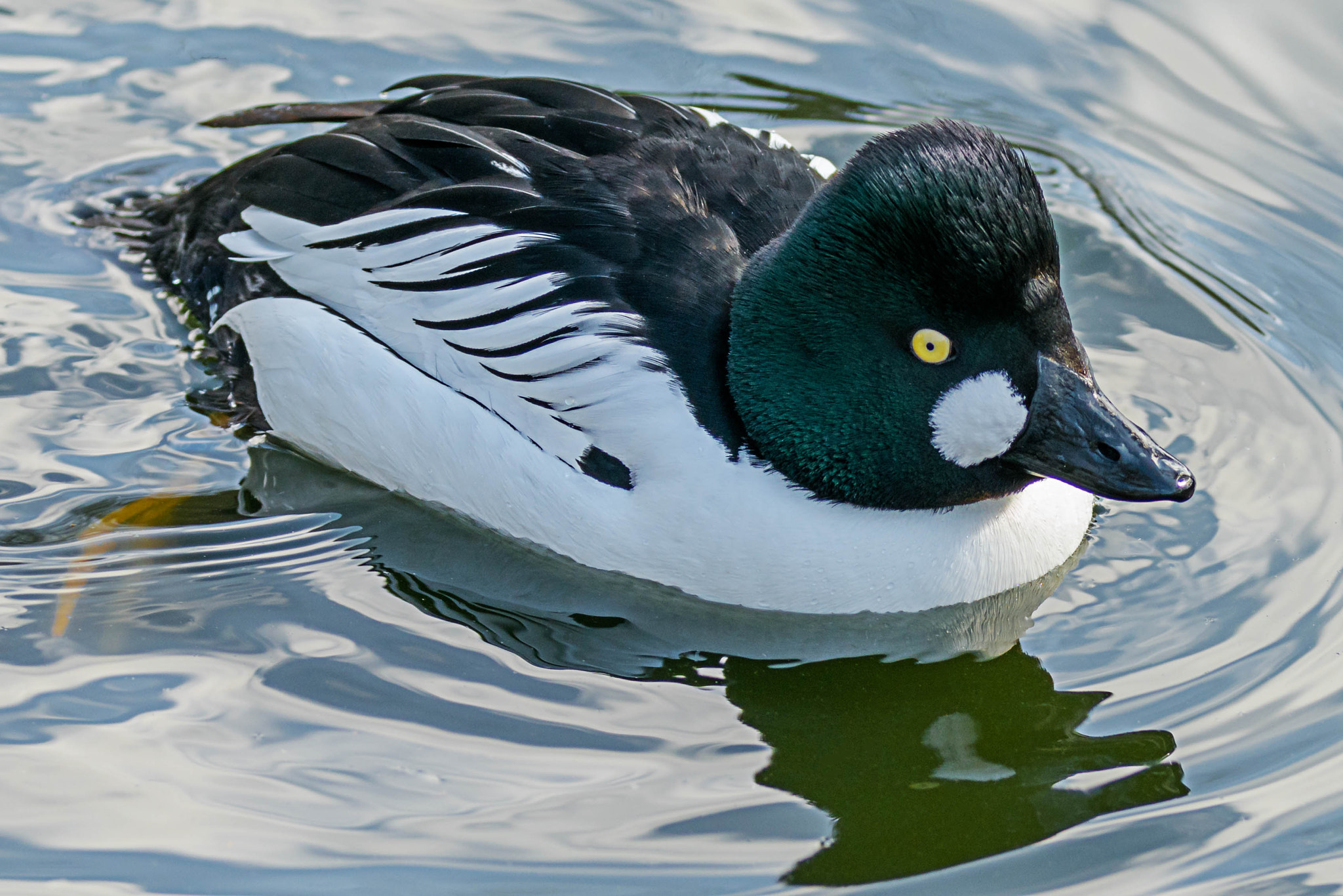 Canon EF 70-200mm F2.8L IS II USM sample photo. Wasservogel photography