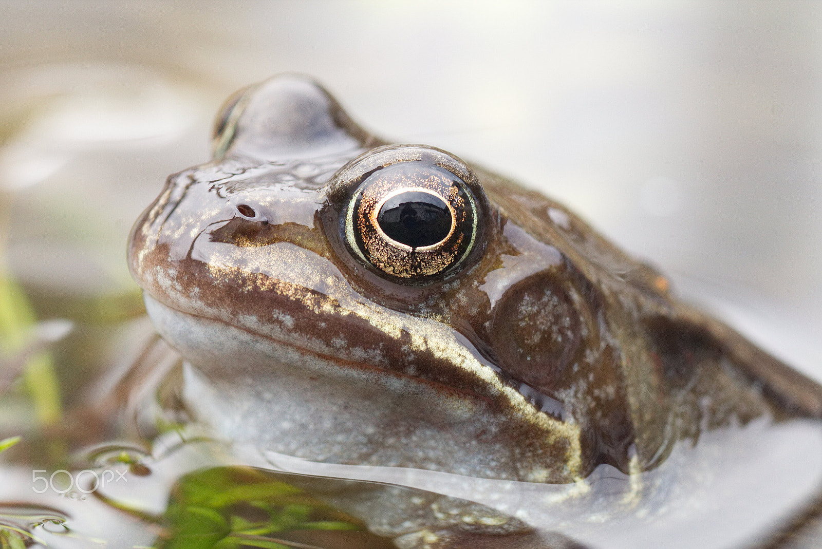 Canon EOS 70D + Tamron SP AF 90mm F2.8 Di Macro sample photo. Frog photography