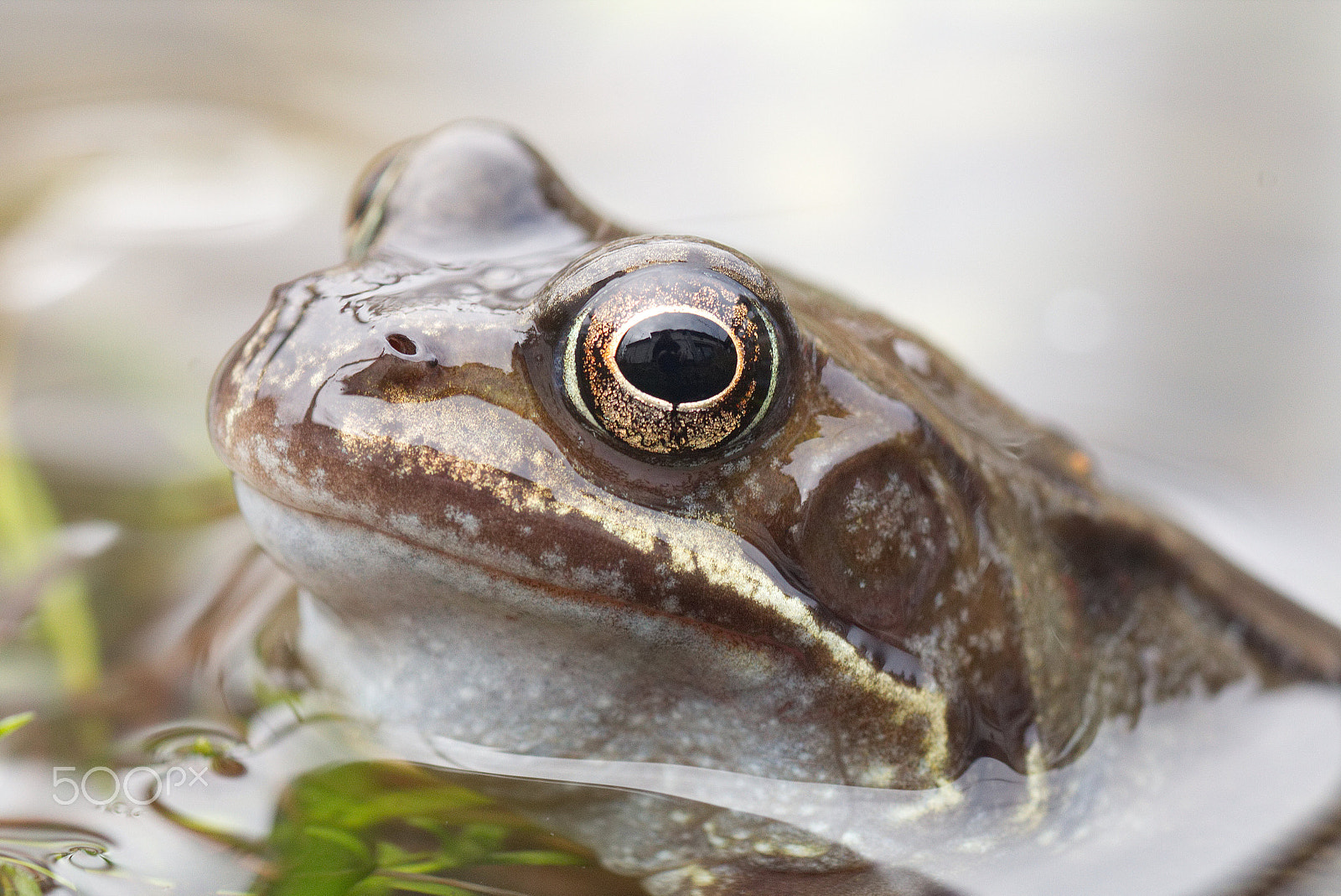 Canon EOS 70D sample photo. Frog photography