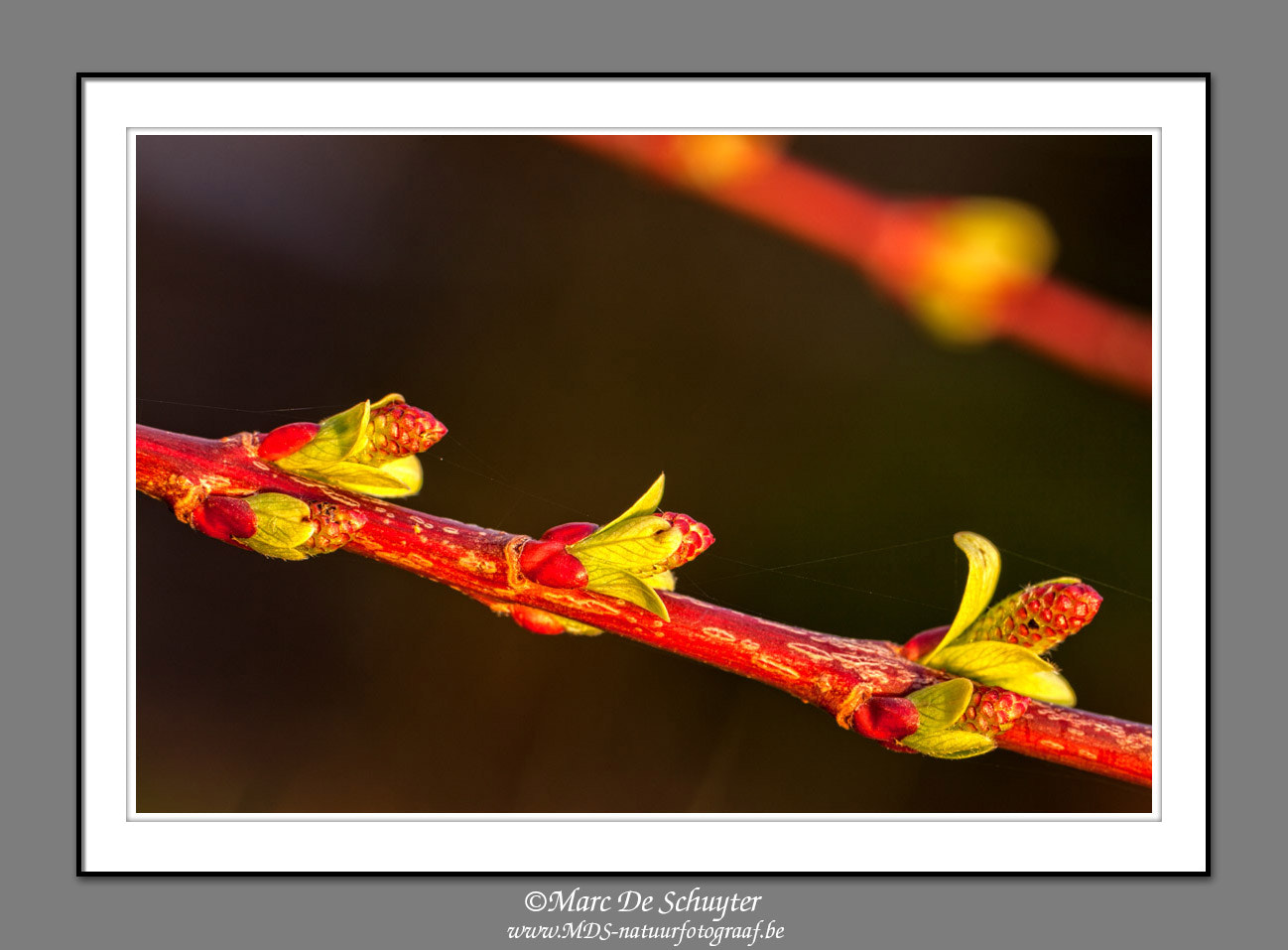 Canon TS-E 90mm F2.8 Tilt-Shift sample photo. Last light on willowbranch photography