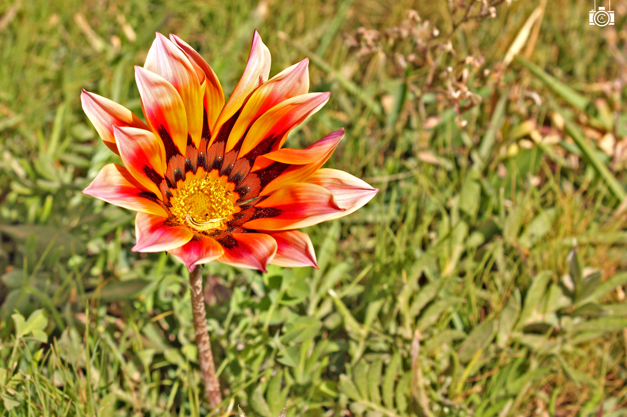 Canon EF-S 18-55mm F3.5-5.6 III sample photo. C photography