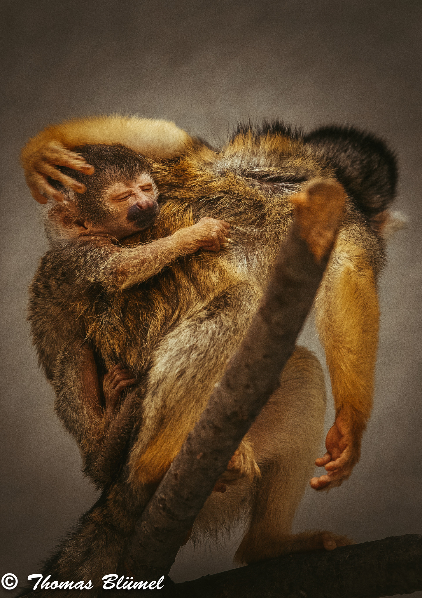 Canon EF 300mm F2.8L IS II USM sample photo. Mother love photography