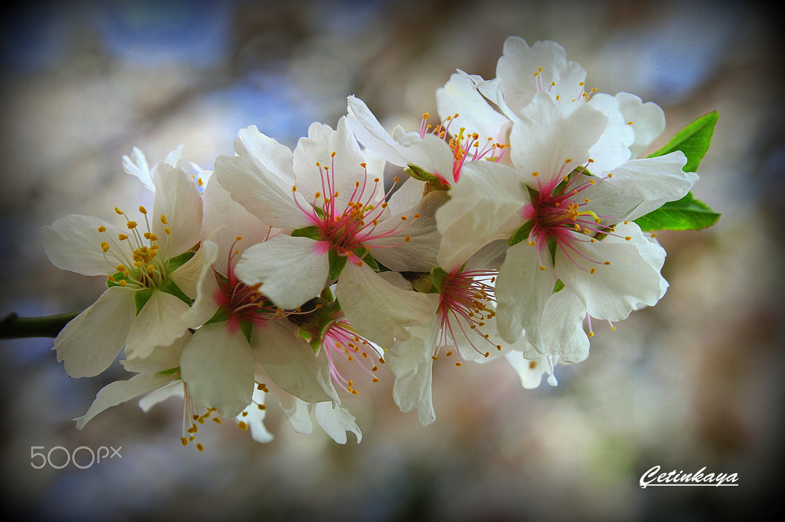 Nikon D3 sample photo. Spring photography