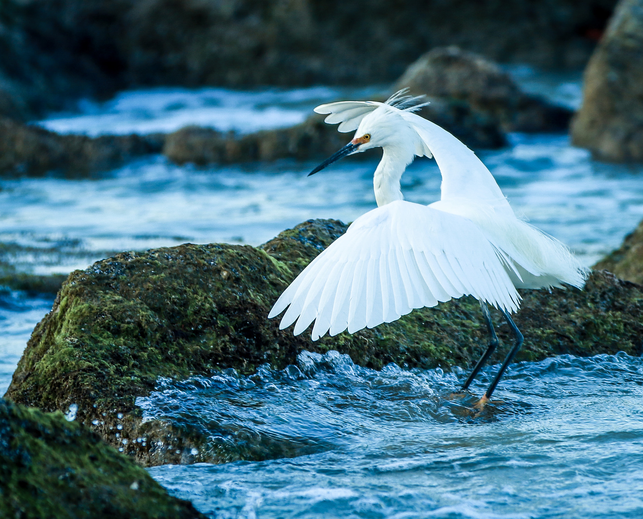 Canon EF 70-200mm F2.8L IS II USM sample photo. White crane photography