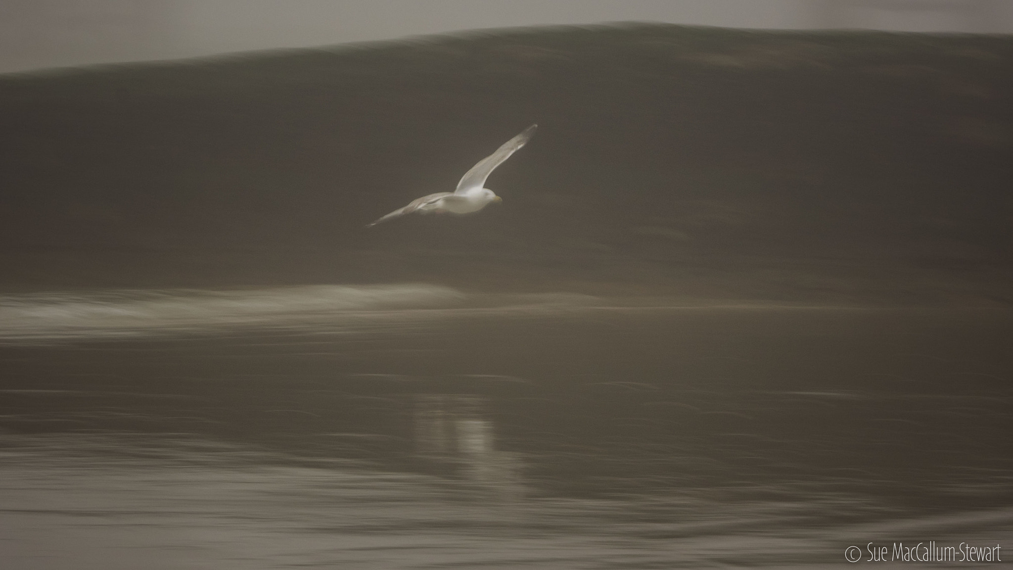 Olympus OM-D E-M1 sample photo. Herring gull photography