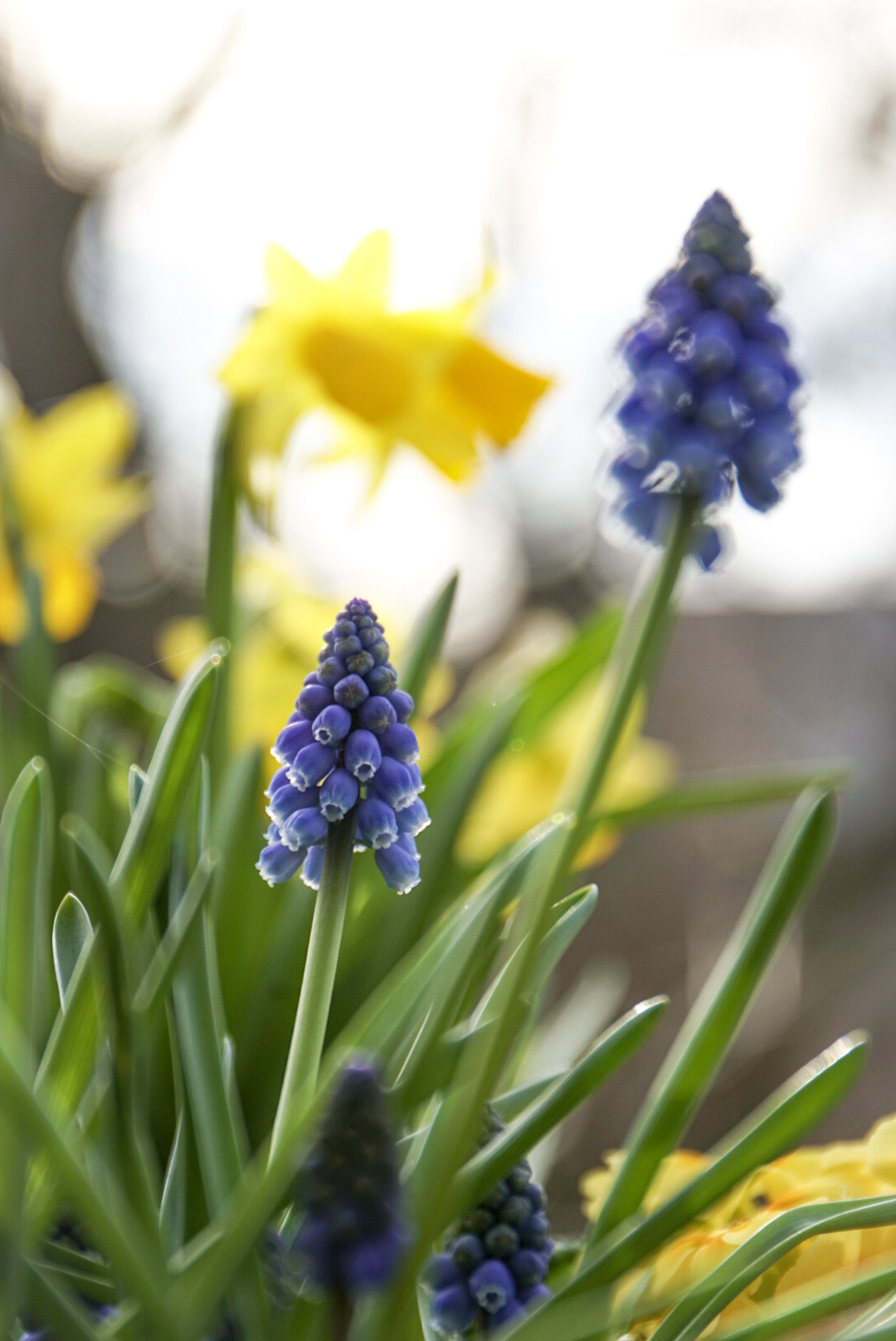 Sony a6300 sample photo. Springtime photography