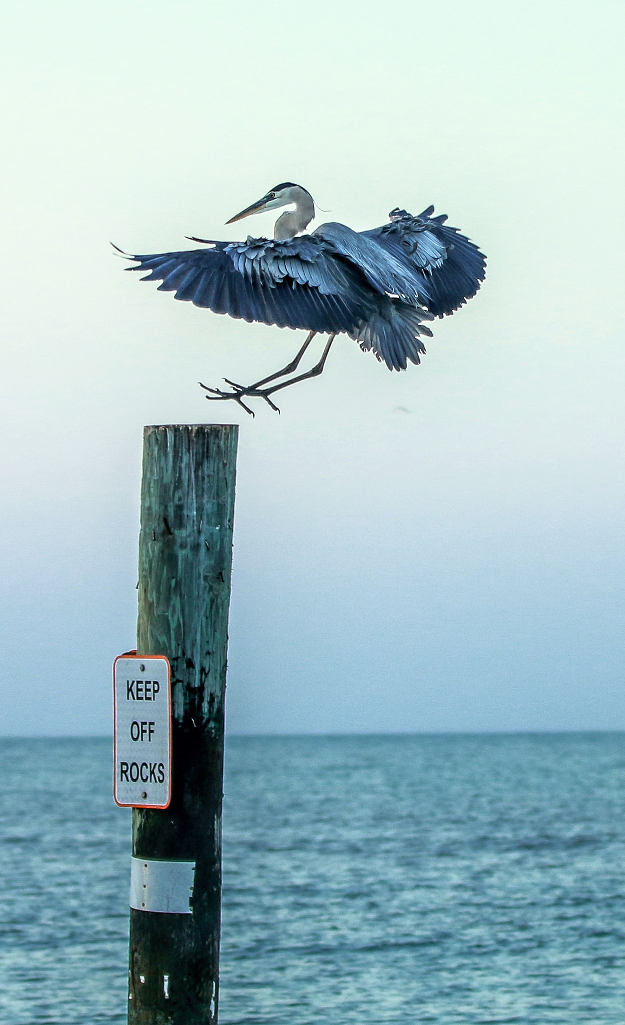 Canon EF 70-200mm F2.8L IS II USM sample photo. Landing photography