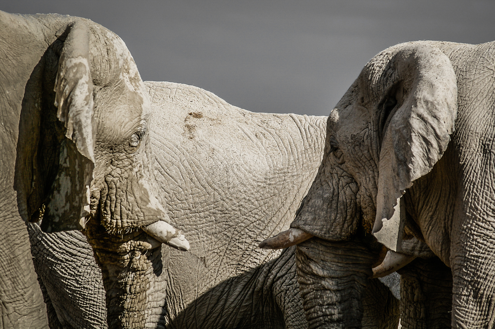 Pentax K100D + Sigma EX APO 100-300mm F4 IF sample photo. Muddy elephants photography