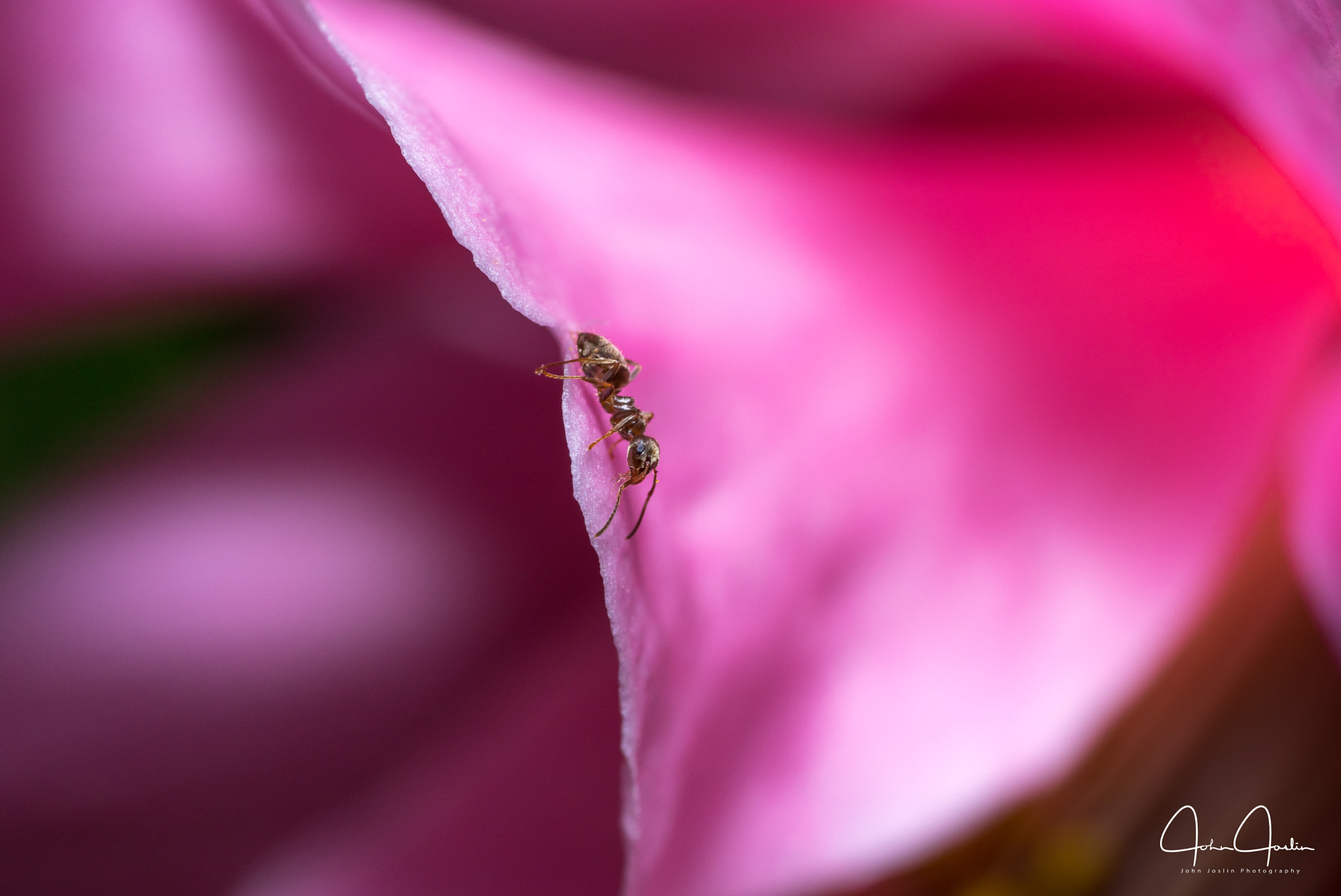 Sony a7 + Sony FE 90mm F2.8 Macro G OSS sample photo. Ant on a sea of pink photography