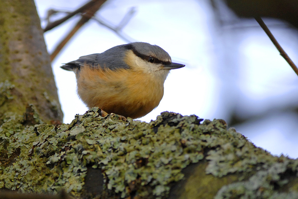 Nikon D2X sample photo. Nuthatch photography