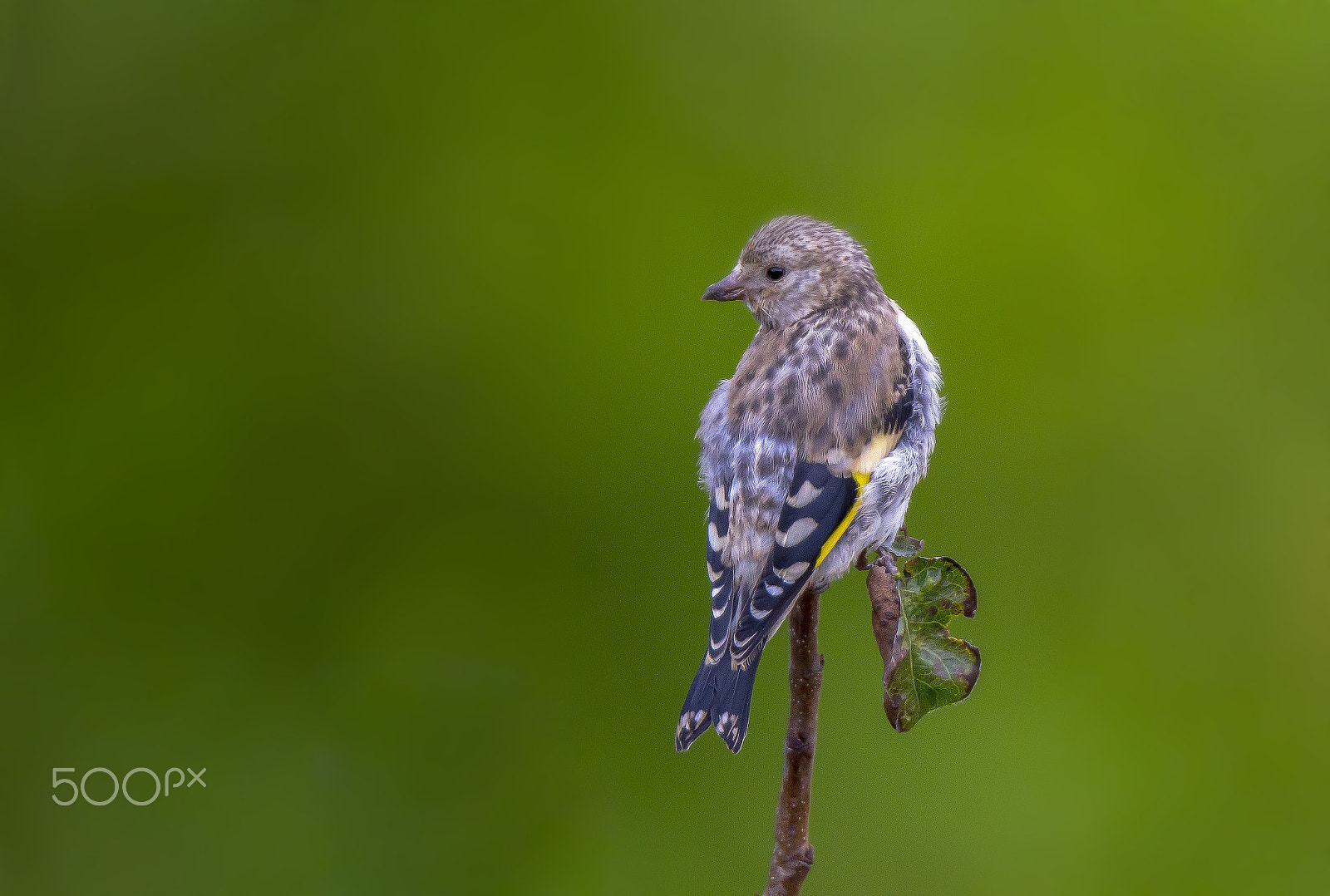 Tamron SP 150-600mm F5-6.3 Di VC USD sample photo. Young goldfinch photography