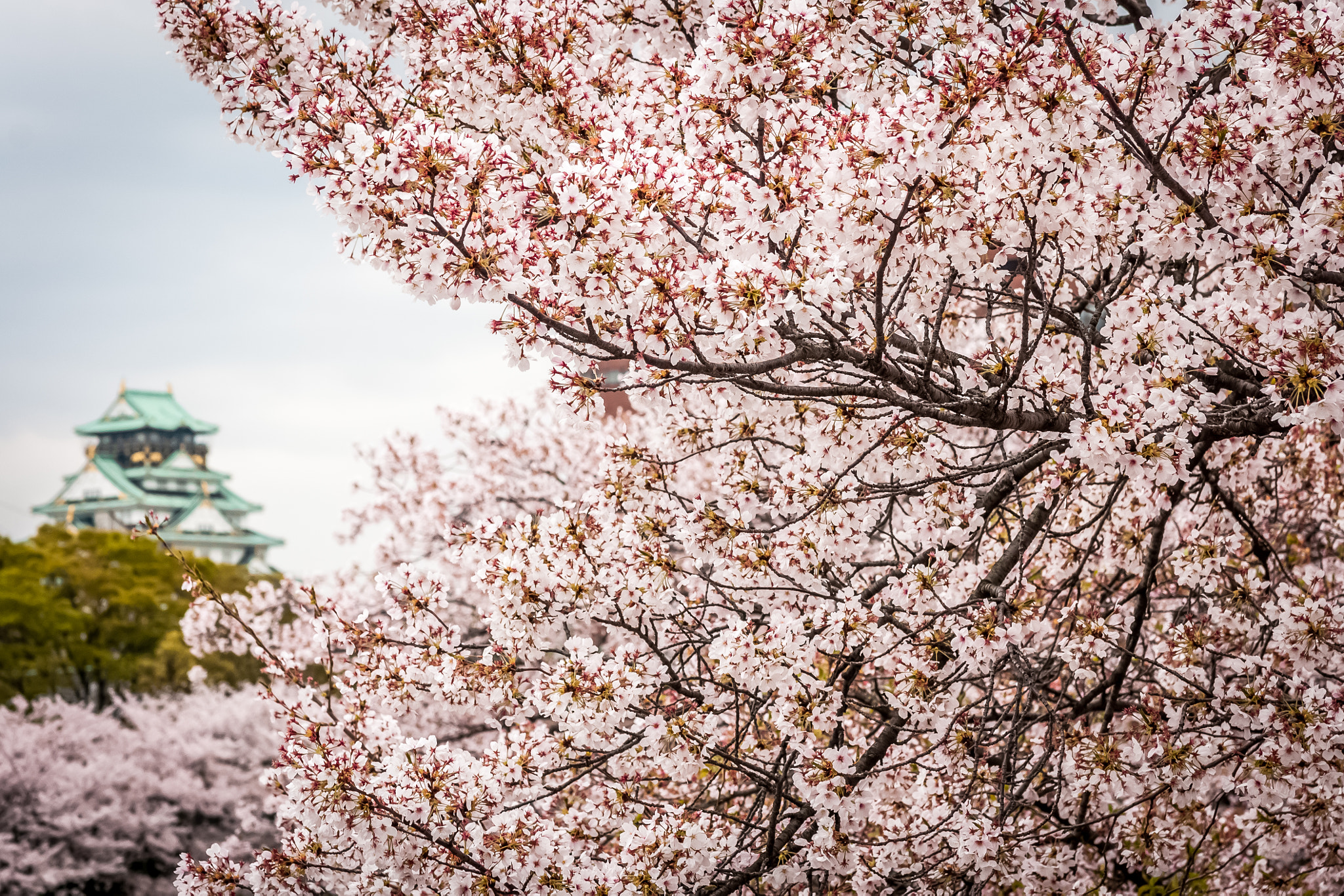 Sony Alpha DSLR-A700 sample photo. Osaka castle photography
