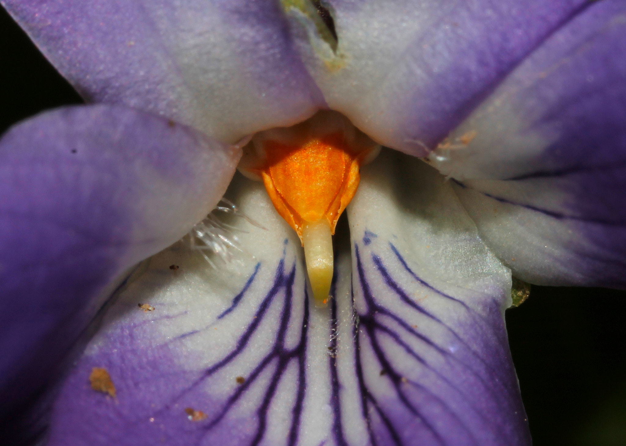 Canon MP-E 65mm F2.5 1-5x Macro Photo sample photo. Viola photography
